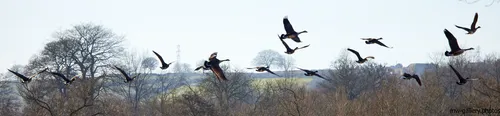 Flock of geese low altitude The image is a landscape photograph capturing a flock of geese flying at low altitude over a rural area during the afternoon in winter. The main subject is a group of geese in mid-flight, silhouetted against a pale sky, and the bare trees below and the leafless branches indicate the winter season. Rolling fields and distant hills are visible in the background, with some scattered houses and a visible electricity pylon providing context to the location. This photograph showcases nature and animals in their natural environment, with the geese engaging in coordinated flight above the wintry countryside.